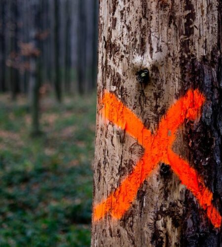 Here’s What Those Spray Paint Marks on Trees Mean